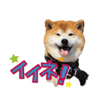 柴犬ヤン君 ハマヤン！（個別スタンプ：24）