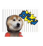 柴犬ヤン君 ハマヤン！（個別スタンプ：25）