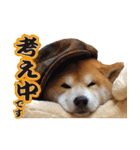 柴犬ヤン君 ハマヤン！（個別スタンプ：26）