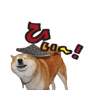 柴犬ヤン君 ハマヤン！（個別スタンプ：27）