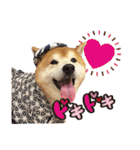 柴犬ヤン君 ハマヤン！（個別スタンプ：28）