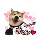 柴犬ヤン君 ハマヤン！（個別スタンプ：29）