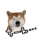 柴犬ヤン君 ハマヤン！（個別スタンプ：30）