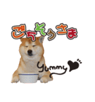 柴犬ヤン君 ハマヤン！（個別スタンプ：32）