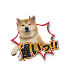 柴犬ヤン君 ハマヤン！（個別スタンプ：33）