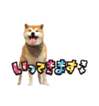 柴犬ヤン君 ハマヤン！（個別スタンプ：34）