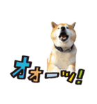 柴犬ヤン君 ハマヤン！（個別スタンプ：35）