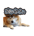 柴犬ヤン君 ハマヤン！（個別スタンプ：36）