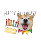 柴犬ヤン君 ハマヤン！（個別スタンプ：37）