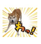 柴犬ヤン君 ハマヤン！（個別スタンプ：39）