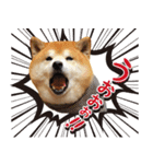 柴犬ヤン君 ハマヤン！（個別スタンプ：40）