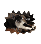 はちわれ猫一家(その1)（個別スタンプ：2）