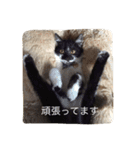 はちわれ猫一家(その1)（個別スタンプ：3）