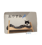 はちわれ猫一家(その1)（個別スタンプ：4）
