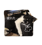 はちわれ猫一家(その1)（個別スタンプ：5）