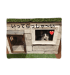 はちわれ猫一家(その1)（個別スタンプ：7）