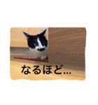 はちわれ猫一家(その1)（個別スタンプ：8）