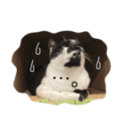 はちわれ猫一家(その1)（個別スタンプ：9）