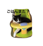 はちわれ猫一家(その1)（個別スタンプ：10）