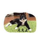 はちわれ猫一家(その1)（個別スタンプ：11）