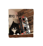 はちわれ猫一家(その1)（個別スタンプ：12）