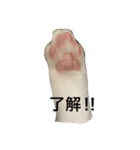 はちわれ猫一家(その1)（個別スタンプ：13）