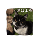 はちわれ猫一家(その1)（個別スタンプ：14）