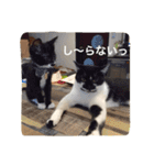はちわれ猫一家(その1)（個別スタンプ：15）
