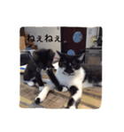 はちわれ猫一家(その1)（個別スタンプ：16）