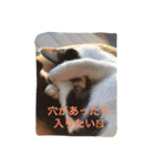 はちわれ猫一家(その1)（個別スタンプ：17）