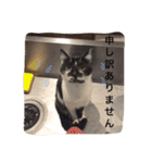 はちわれ猫一家(その1)（個別スタンプ：18）