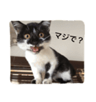 はちわれ猫一家(その1)（個別スタンプ：19）