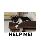 はちわれ猫一家(その1)（個別スタンプ：20）