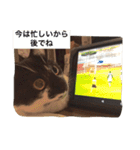 はちわれ猫一家(その1)（個別スタンプ：21）