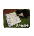 はちわれ猫一家(その1)（個別スタンプ：22）