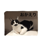 はちわれ猫一家(その1)（個別スタンプ：23）