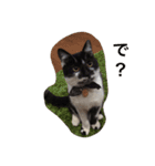 はちわれ猫一家(その1)（個別スタンプ：24）