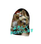 ヨーキのなな 2（個別スタンプ：4）