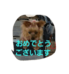 ヨーキのなな 2（個別スタンプ：5）