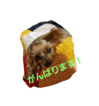 ヨーキのなな 2（個別スタンプ：9）