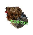ヨーキのなな 2（個別スタンプ：11）