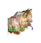 ヨーキのなな 2（個別スタンプ：21）