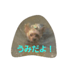 ヨーキのなな 2（個別スタンプ：23）