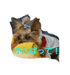 ヨーキのなな 2（個別スタンプ：26）