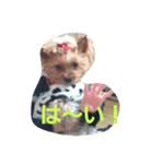 ヨーキのなな 2（個別スタンプ：28）