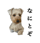 ヨーキーの日常会話（個別スタンプ：3）