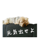 ヨーキーの日常会話（個別スタンプ：9）