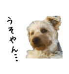 ヨーキーの日常会話（個別スタンプ：12）