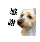 ヨーキーの日常会話（個別スタンプ：15）