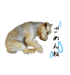 ヨーキーの日常会話（個別スタンプ：16）